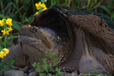 Common Snapping Turtle